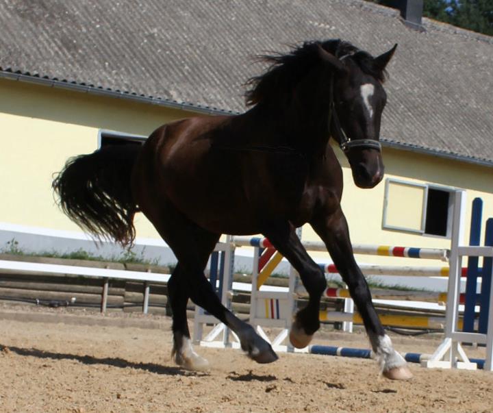Welsh Cob stallion - Valando