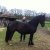 Welsh Cob Babe - Ceres Lord Zorro - Babes_veulen_2013