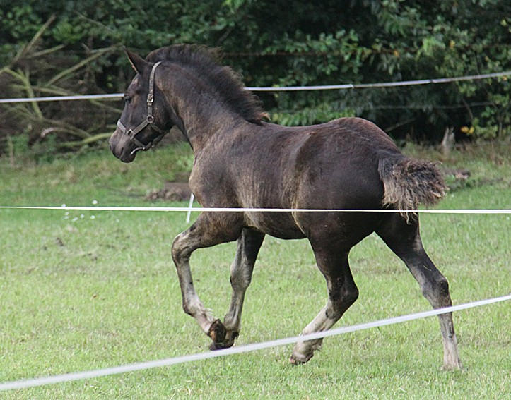 Voorbeeldfoto: Ceres Lady Xaviera
