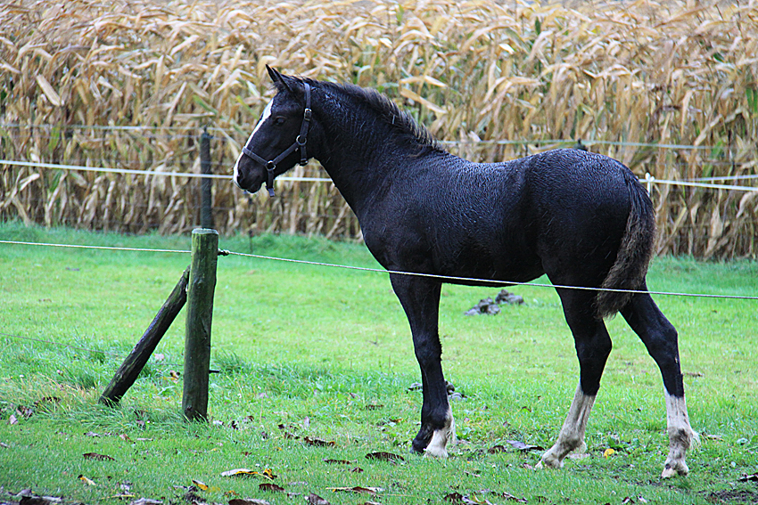 Welsh Cob mare Xaviera