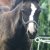 Ceres_Lady_Xaviera