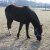Welsh Cob Babe - Winter_februari_2012