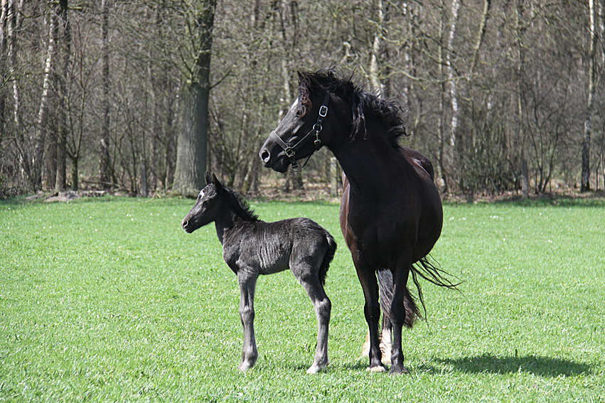 Zorro+Babe 2