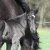 Welsh Cob Babe - Ceres Lord Zorro - Zorro_in_de_wei