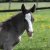 Welsh_Cob_Eluned - Welsh_Cob_Ceres_Lord_Zilver